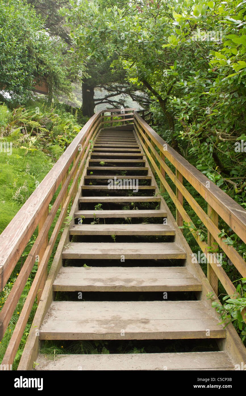 Rustic Stairs with Steep Steps on Walking Trail To Wairoa Stream Stock  Photo - Image of north, steep: 130157154