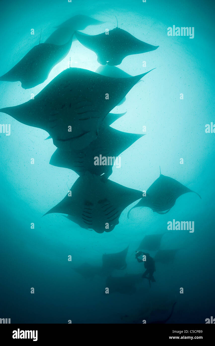 scuba diver photographs reef manta rays, Hanifaru Lagoon, Maldives Stock Photo