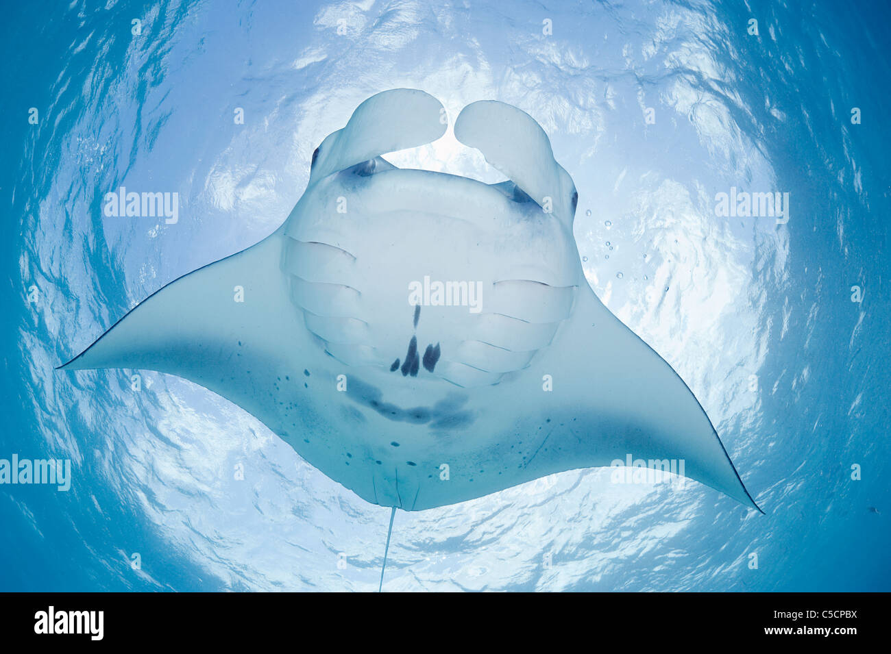 manta ray, showing unique pattern of spots on underside, Maldives Stock Photo