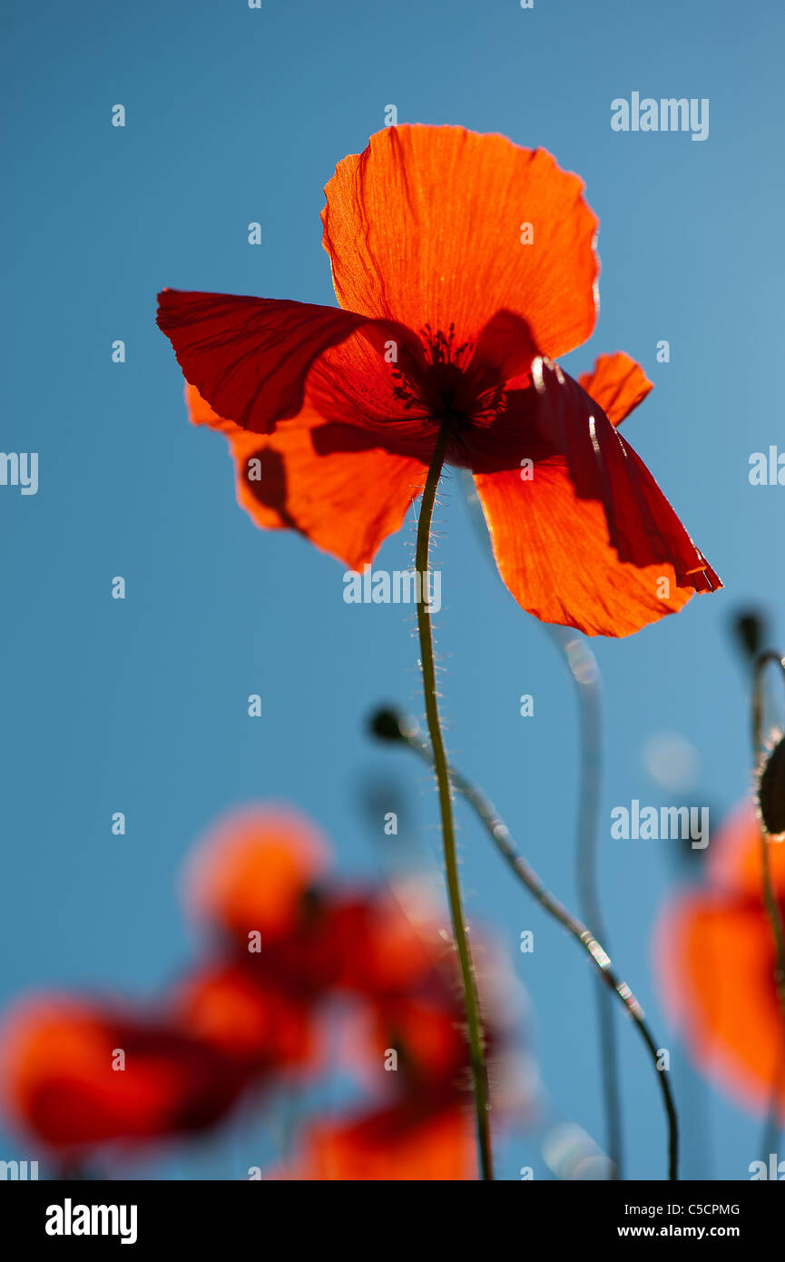 Poppies in the French fields Stock Photo - Alamy