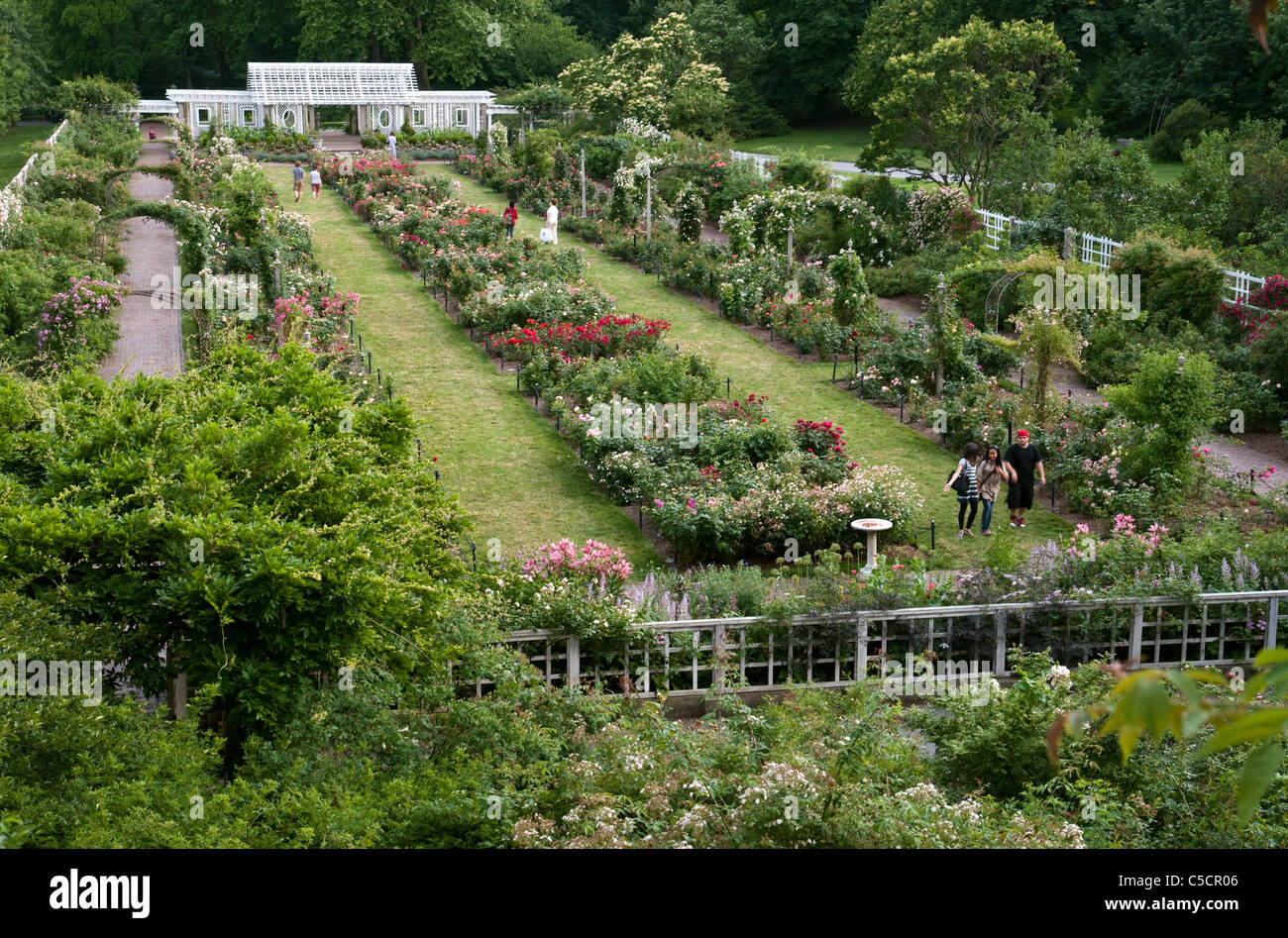 The Cranford Rose Garden at the Brooklyn Botanic Garden has over 5,000 bushes with approximately 1,400 rose varieties. Stock Photo