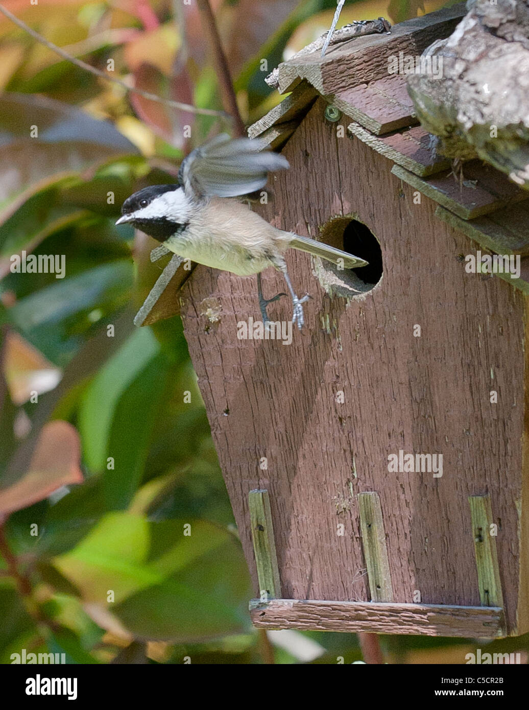 Chickadee flying hi res stock photography and images Alamy Chickadee flying hi res stock photography and images Alamy