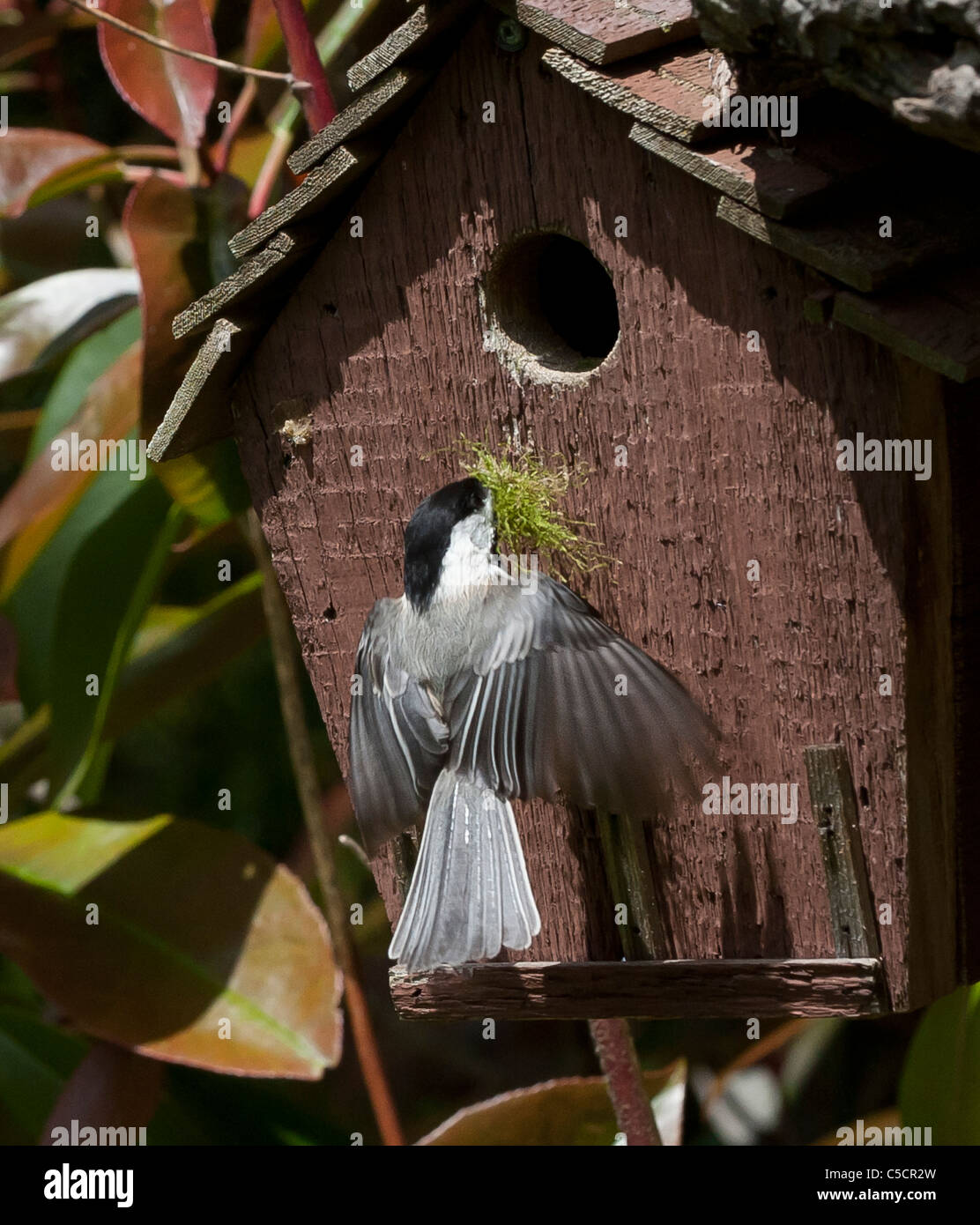 Blackcap chickadee flying toward house, folding wings, carrying nesting ...