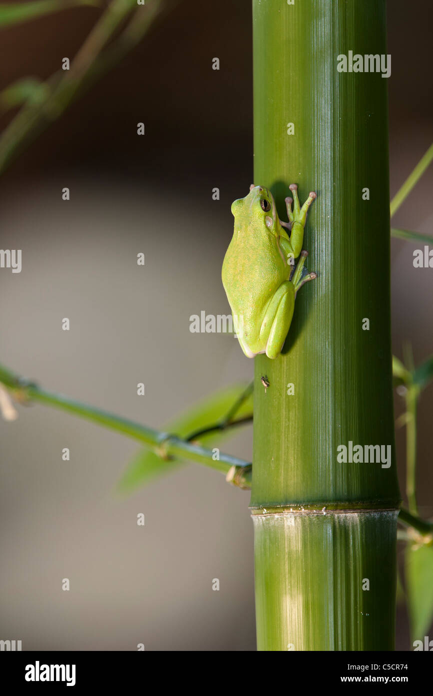American Green Tree Frog on Bamboo tree in backyard wildlife habitat in McLeansville, North Carolina. Stock Photo