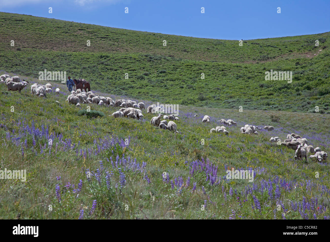 Nevada Sheep Ranch Stock Photo