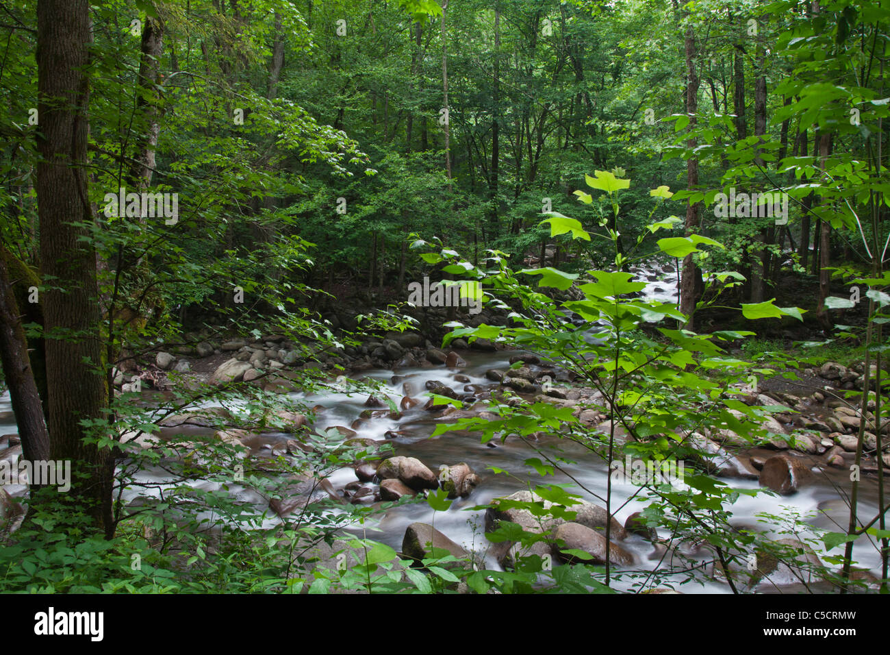 Middle Prong of the Little Pigeon River in the Greenbrier section of the Great Smoky Mountains National Park in Tennessee. Stock Photo