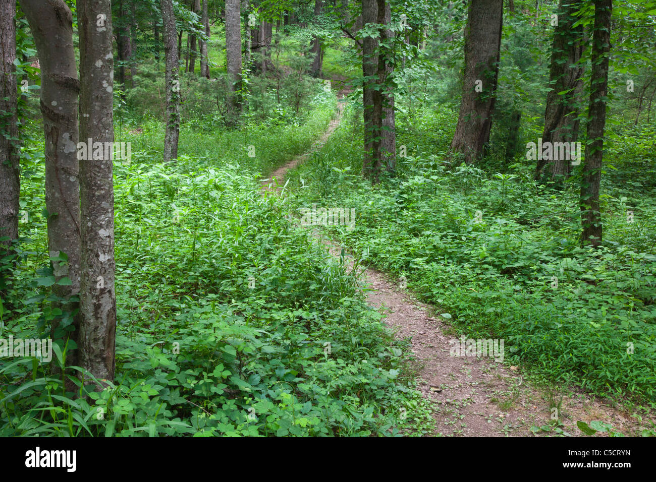 Pathway through forest in Cades Cove Village in the Great Smoky