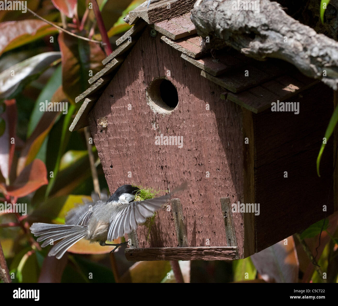 Chickadee Nest Hi Res Stock Photography And Images Alamy