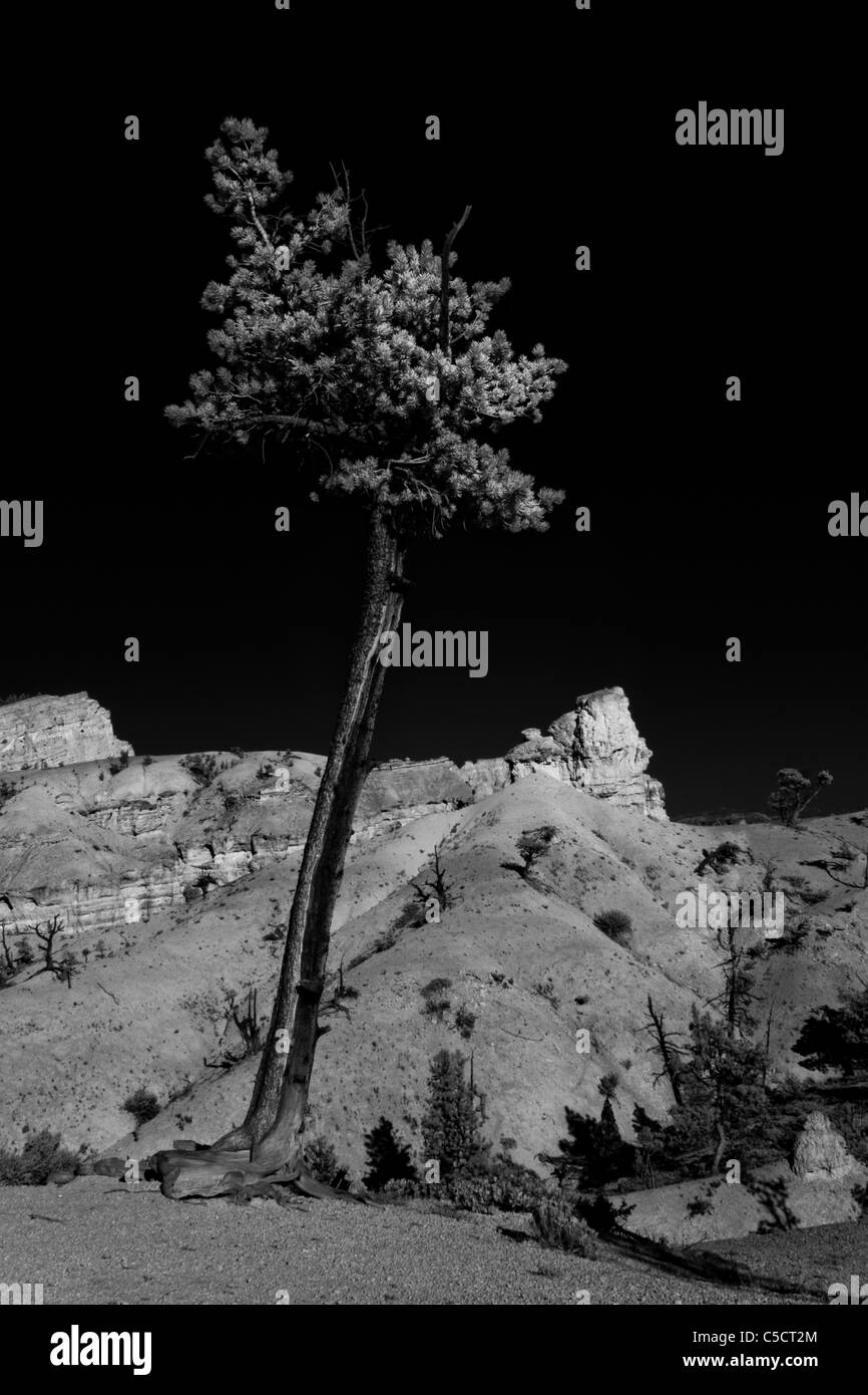 Lone tree, Bryce Canyon, Utah Stock Photo