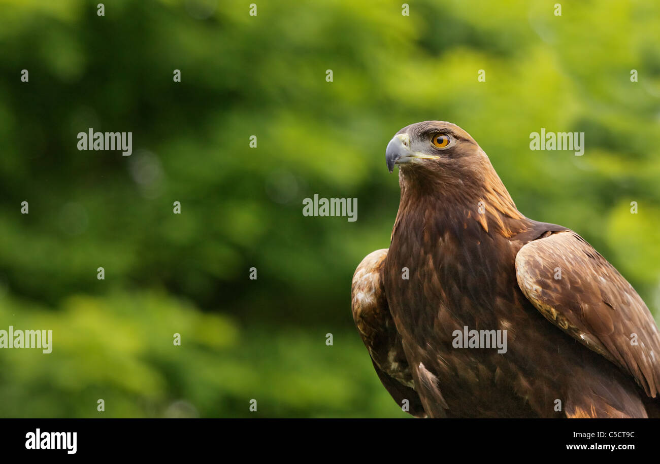 Brown and gold falcon against a soft green tree background Stock Photo ...