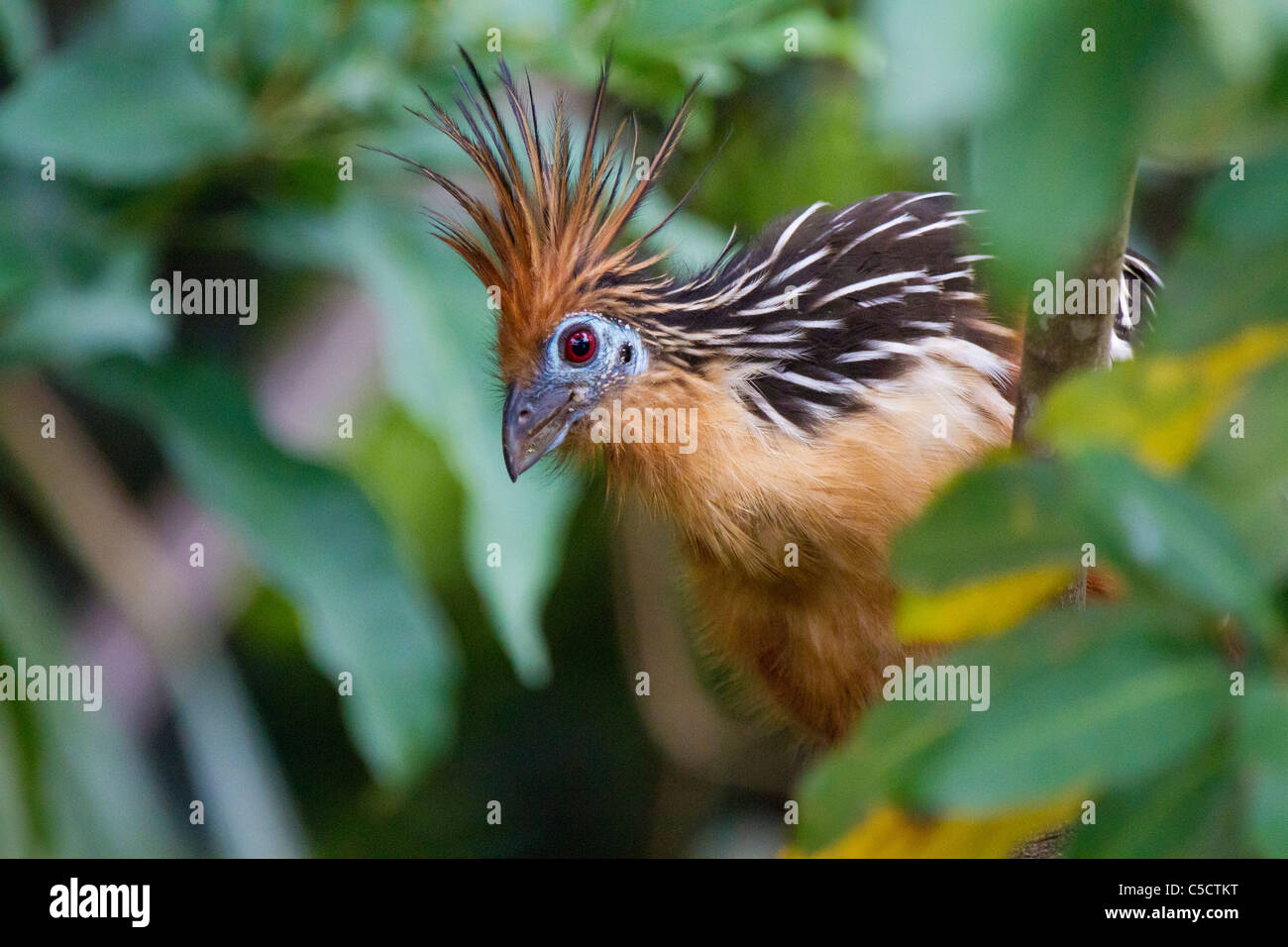 Hoatzin at Lake Sandoval, Tambopata National Reserve, Peru Stock Photo ...