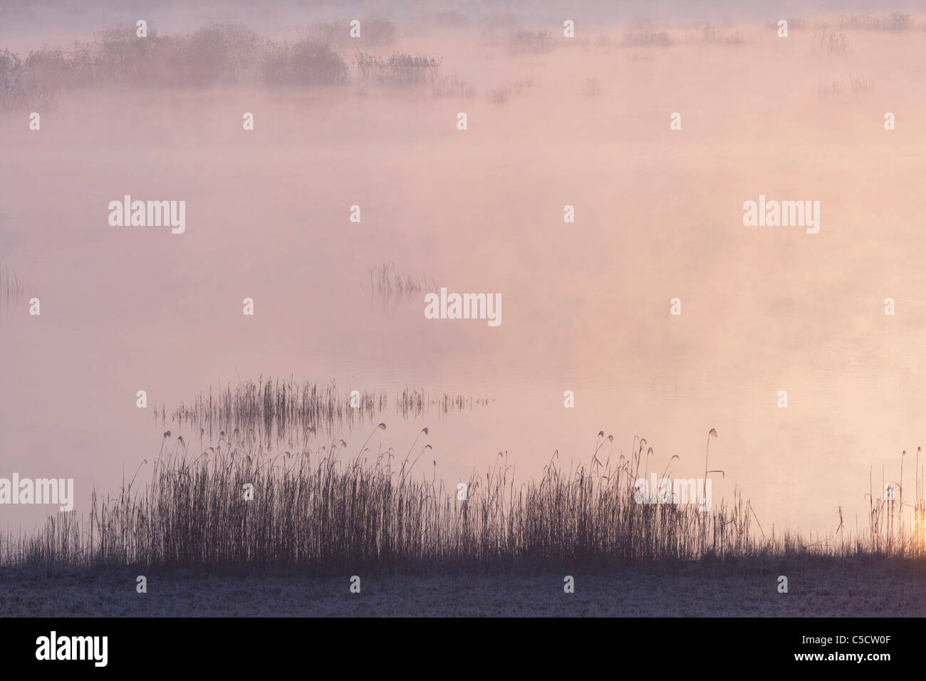 reeds on the river Stock Photo Alamy