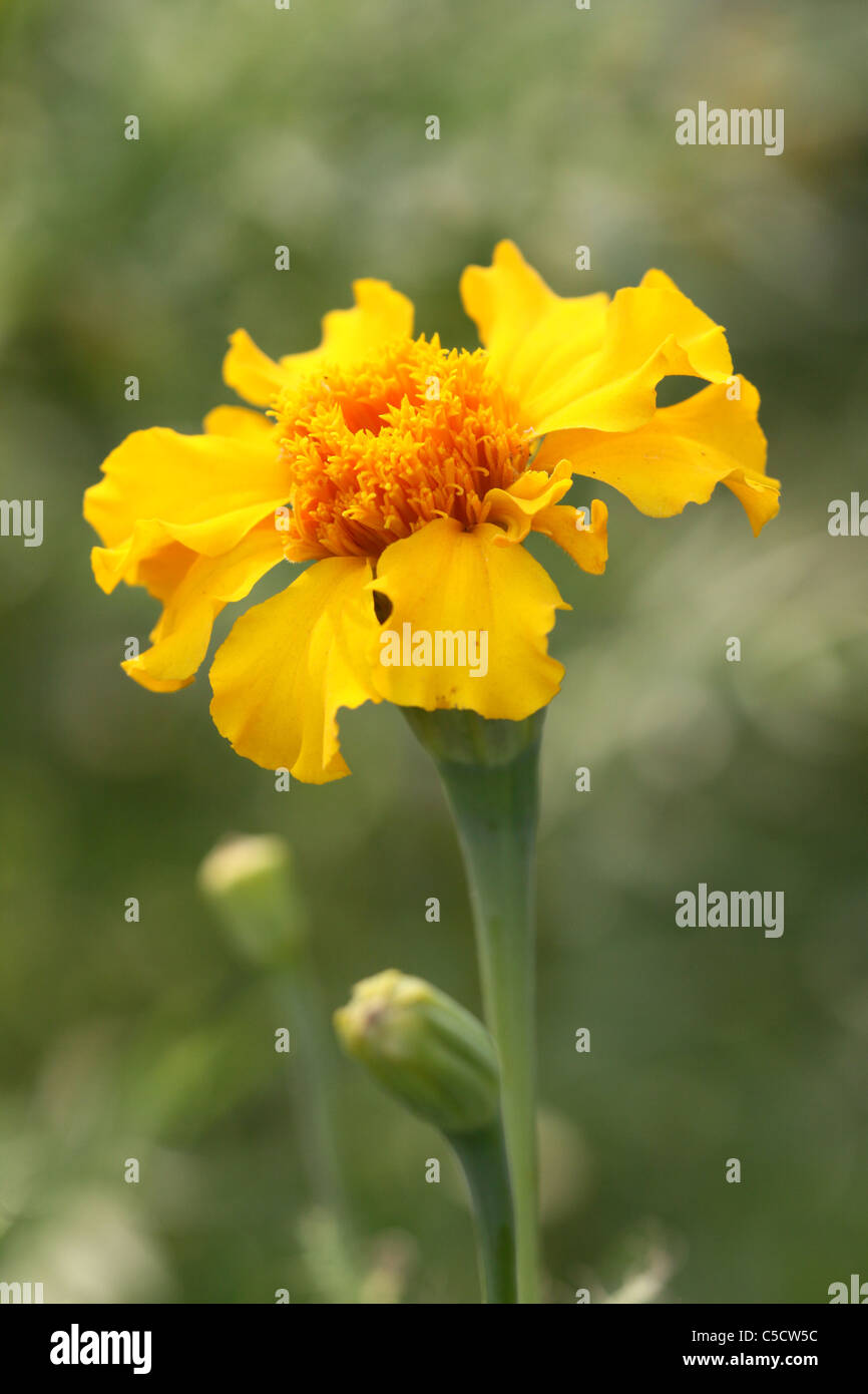 flowers of Egypt taken in different places in the country Stock Photo