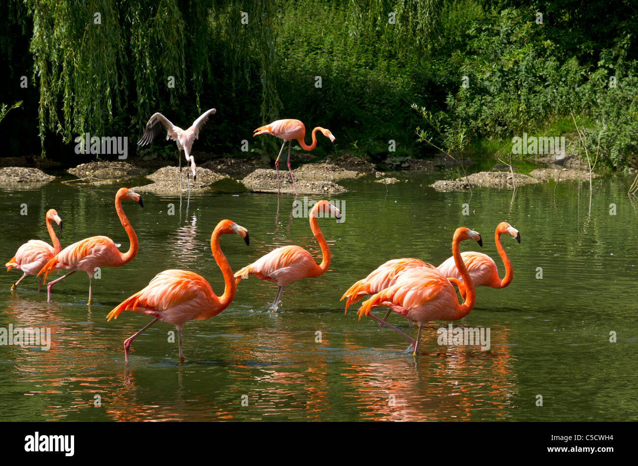 Caribbean flamingos at Whipsnade Wild Animal Park, England, Great Britain, UK Stock Photo