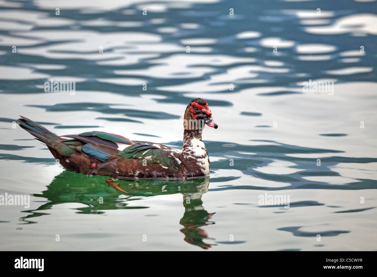 a musk duck in Lago d'Orta Stock Photo