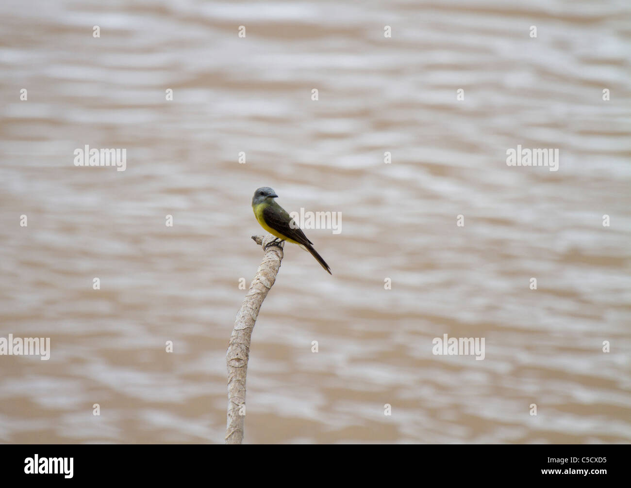 Tropical Kingbird (Tyrannus melancholicus), Tambopata Reserve, Peru Stock Photo