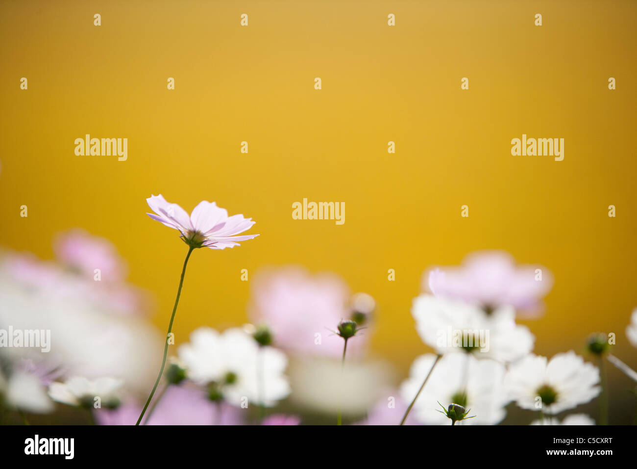 Tranquil wildflowers hi-res stock photography and images - Alamy