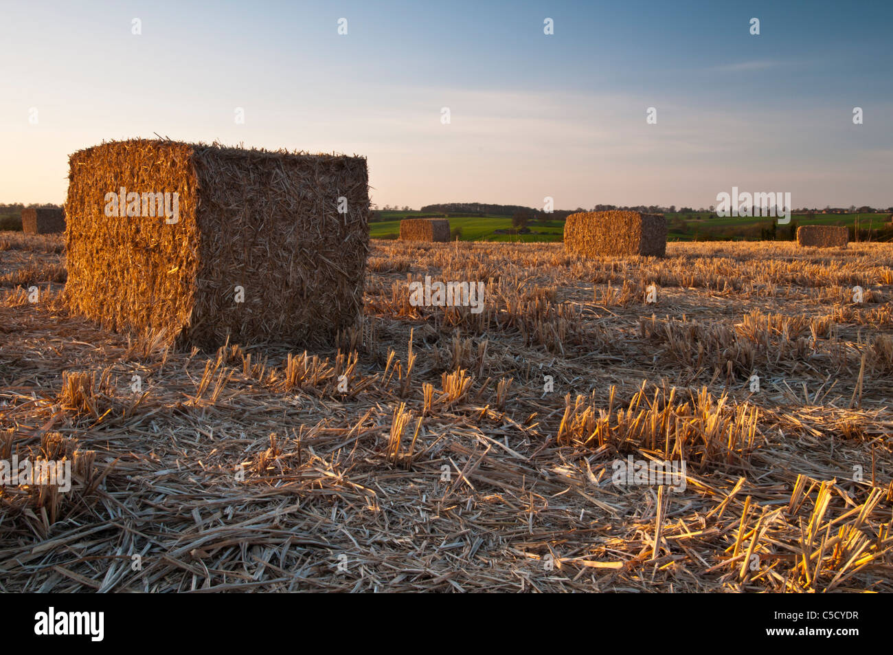 Golden late evening sun catches a field of large harvested bales of Elephant Grass (Miscanthus) near Ravensthorpe, Northamptonshire, England Stock Photo