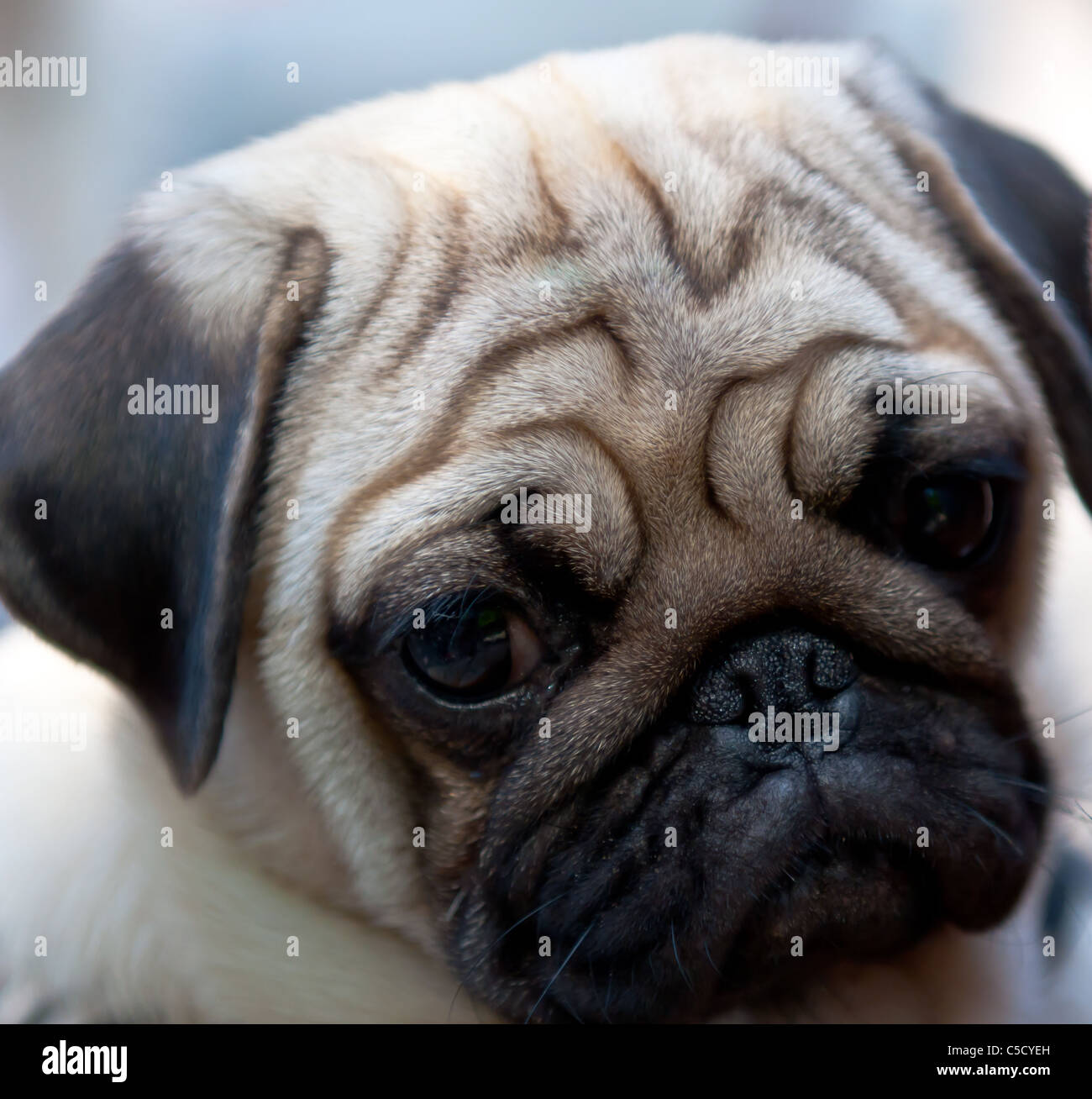 The pug is a breed of dog with a wrinkly, short-muzzled face Stock Photo -  Alamy