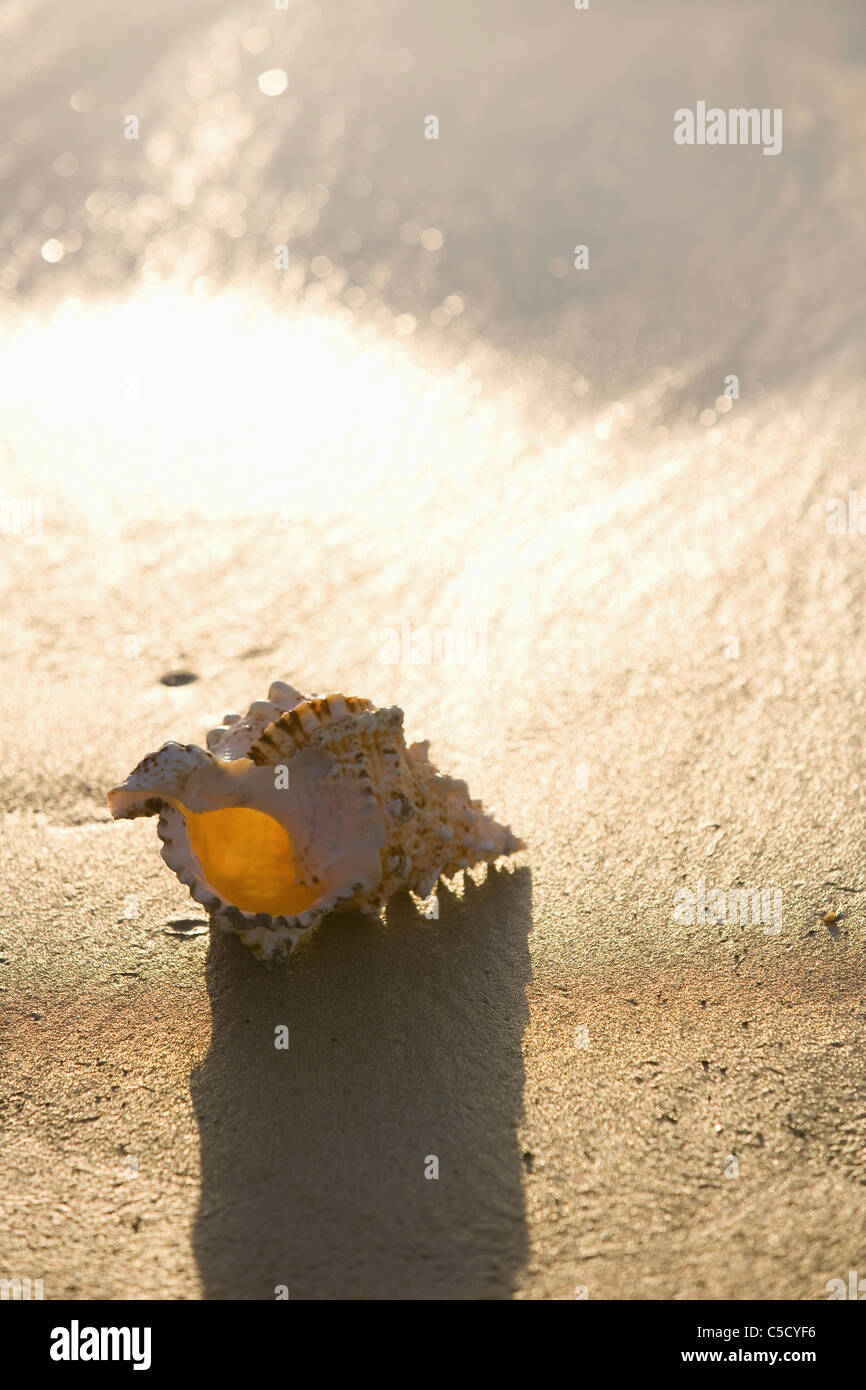 turban shell on the seaside Stock Photo - Alamy