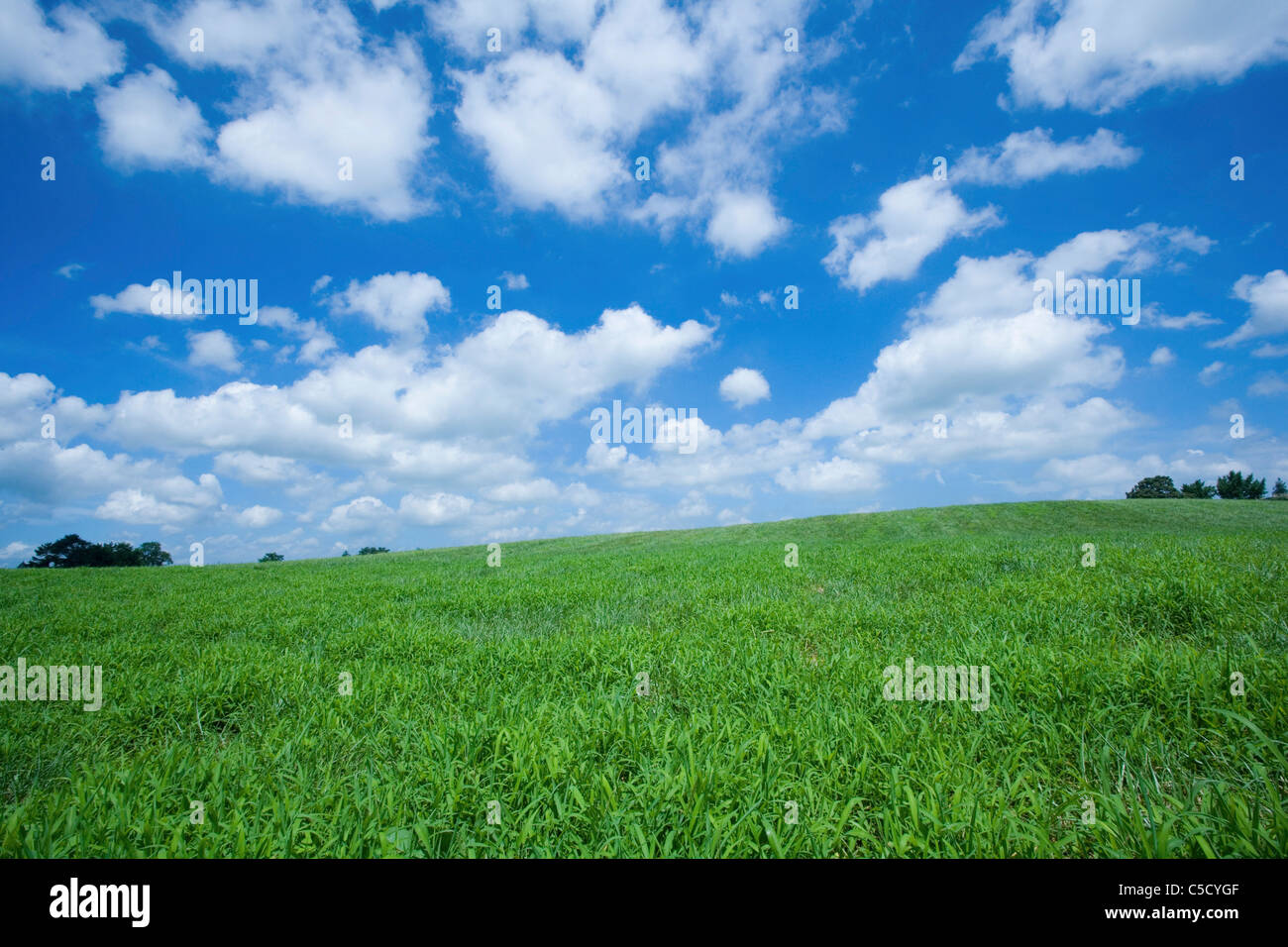 green field under the blue sky Stock Photo - Alamy