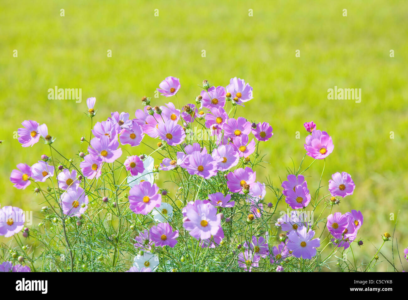Field cosmos flower hi-res stock photography and images - Alamy