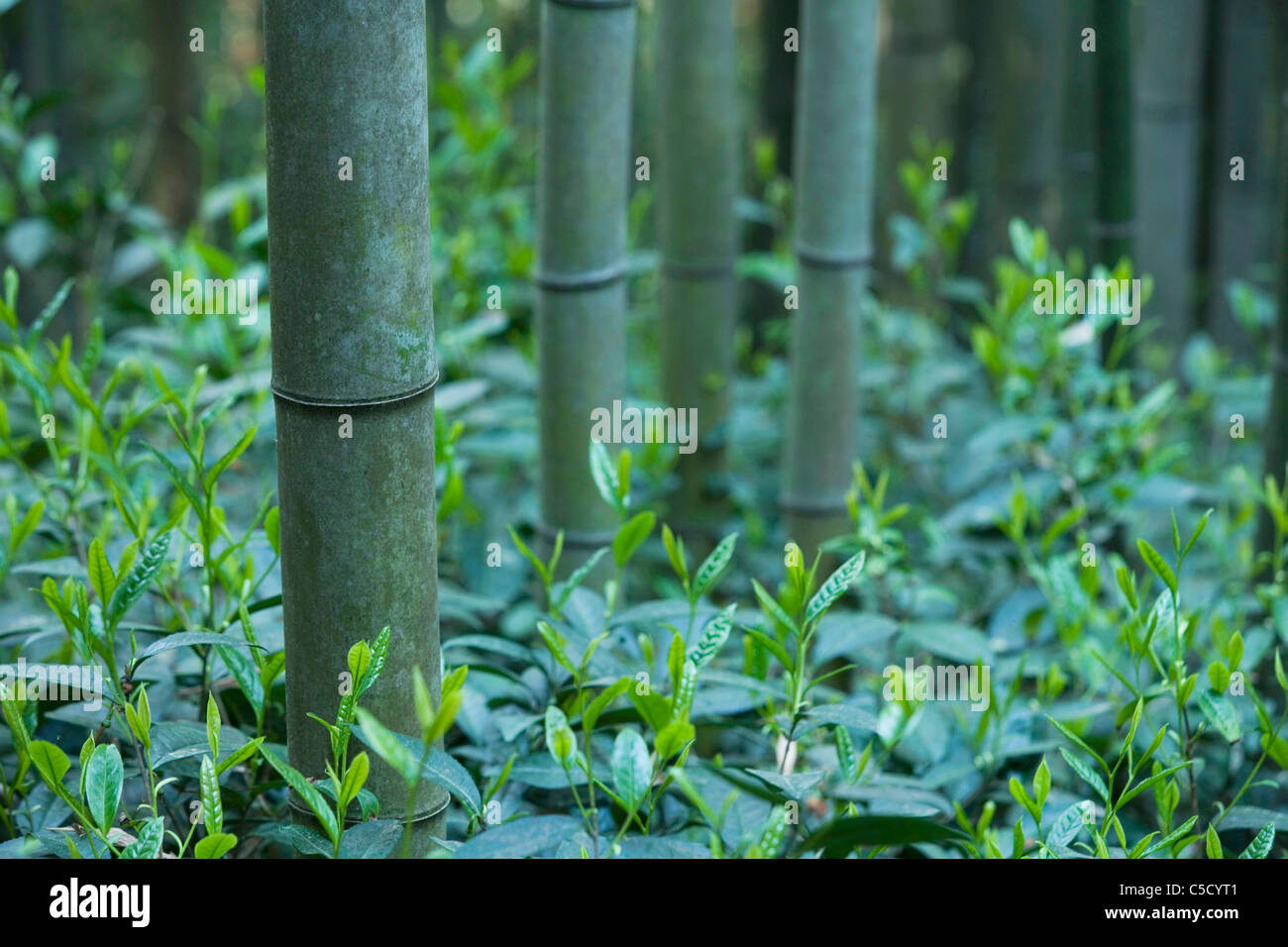 B in bamboo hires stock photography and images Alamy