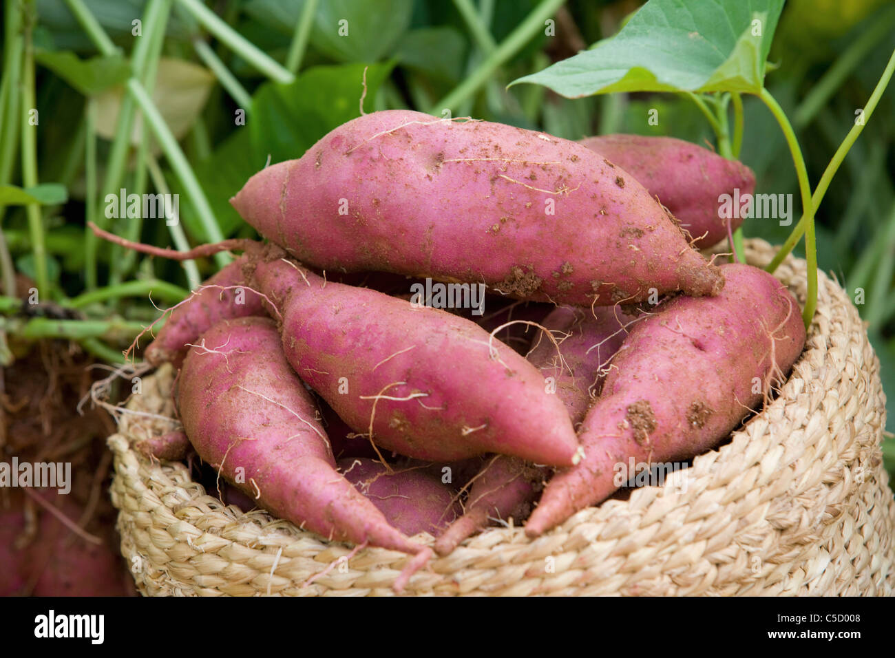 Sweet potato harvesting hires stock photography and images Alamy