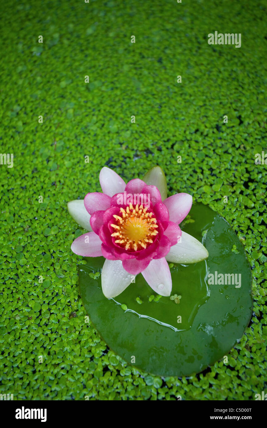 Duck Flower - EndLocalHunger - Photography, Flowers, Plants
