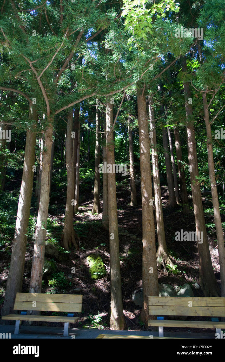 forest and benches Stock Photo - Alamy