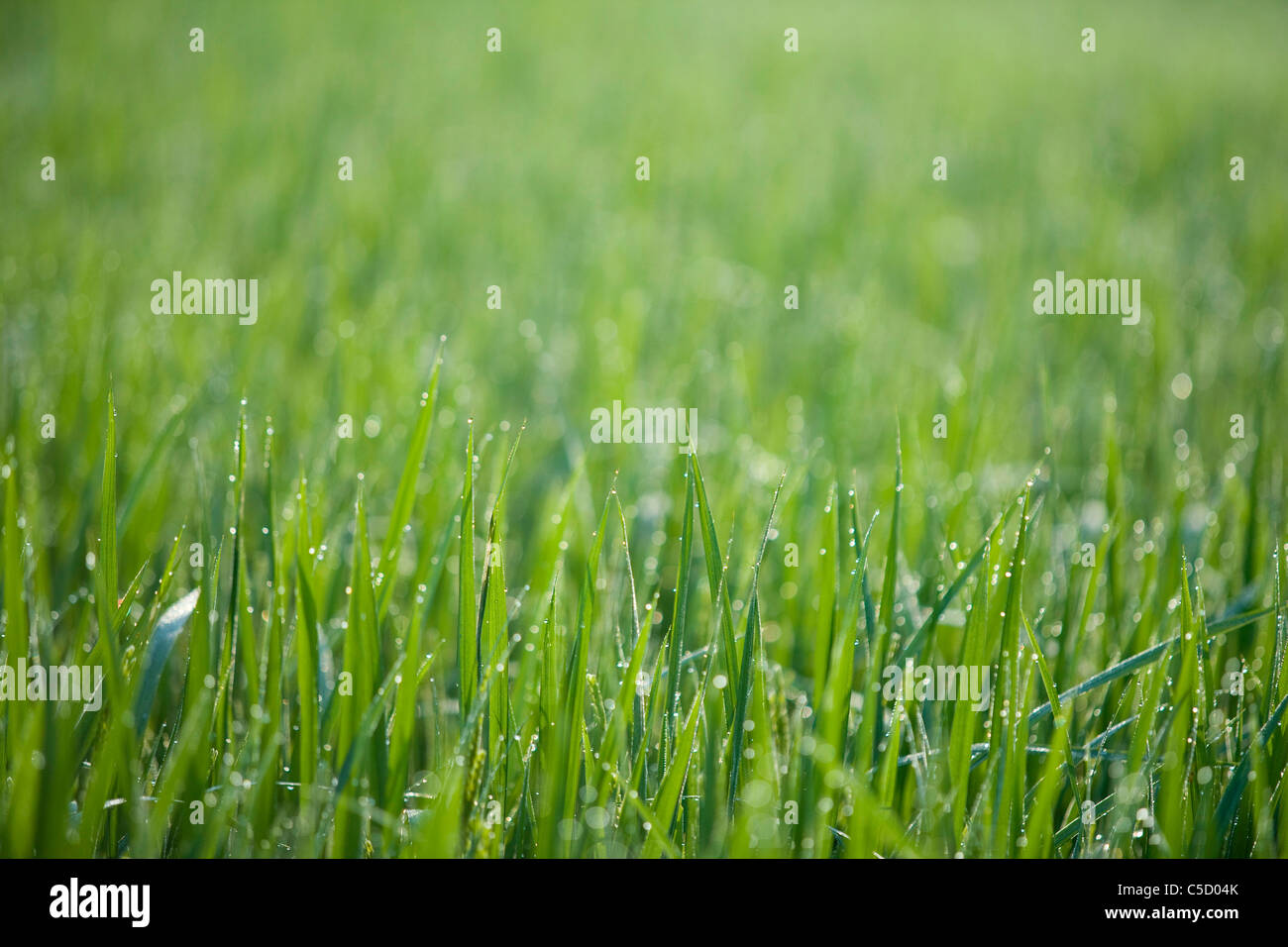 Grasses botany hi-res stock photography and images - Alamy
