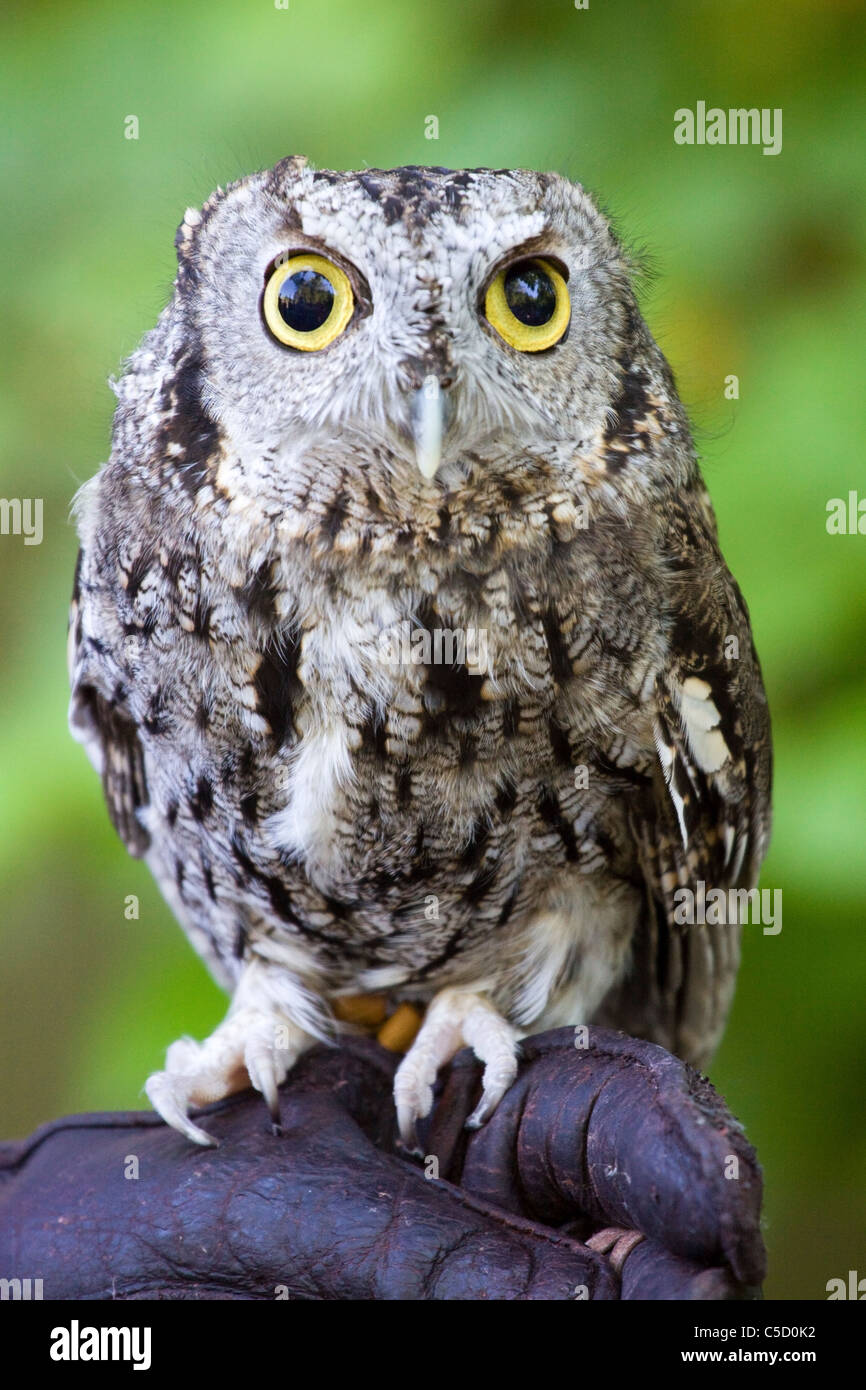 Owl perched on Trainers Glove Stock Photo