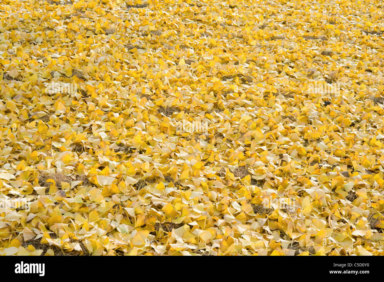 yellow leaves on the ground Stock Photo - Alamy