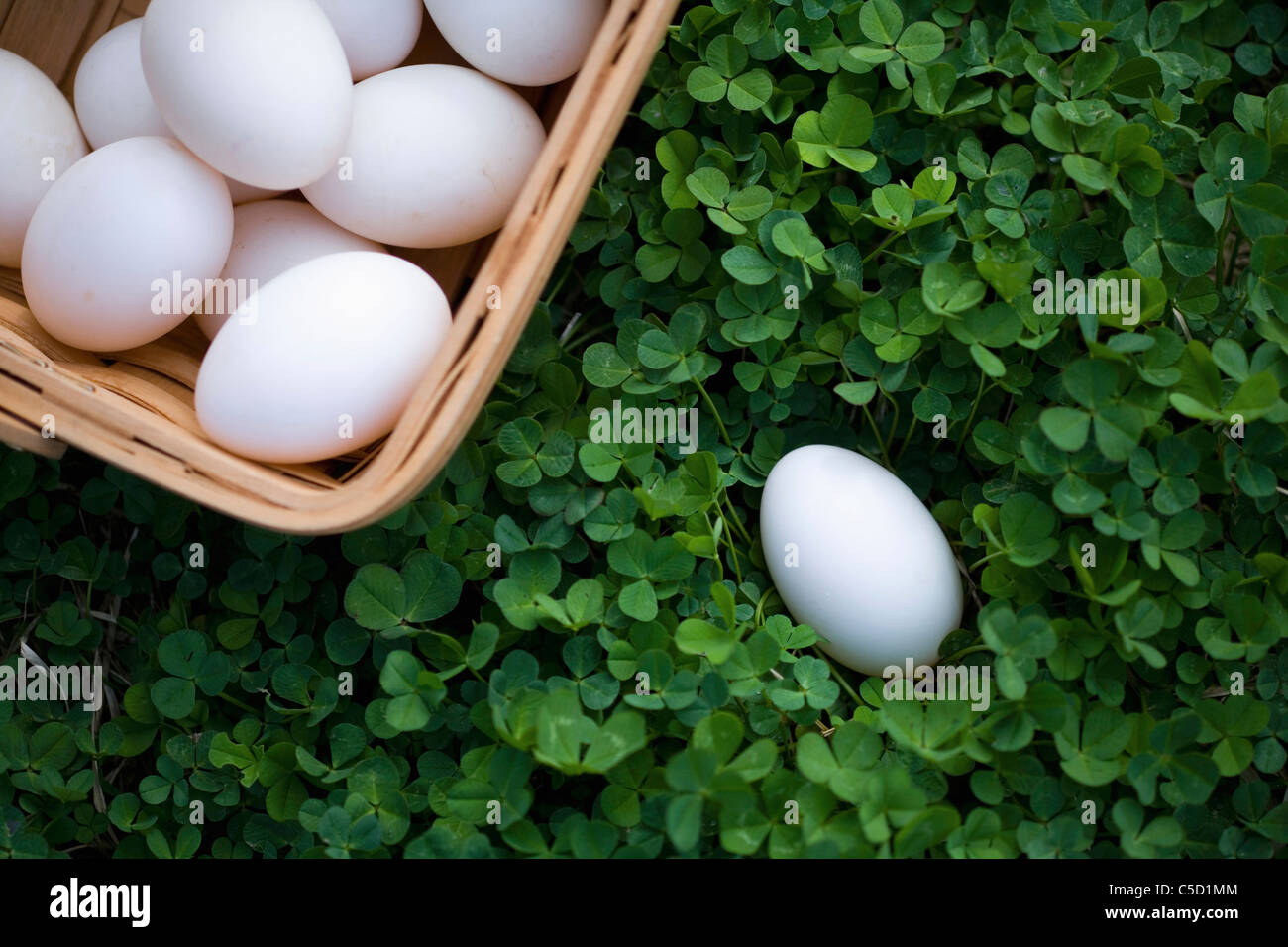an egg and basket which was filled with eggs Stock Photo Alamy