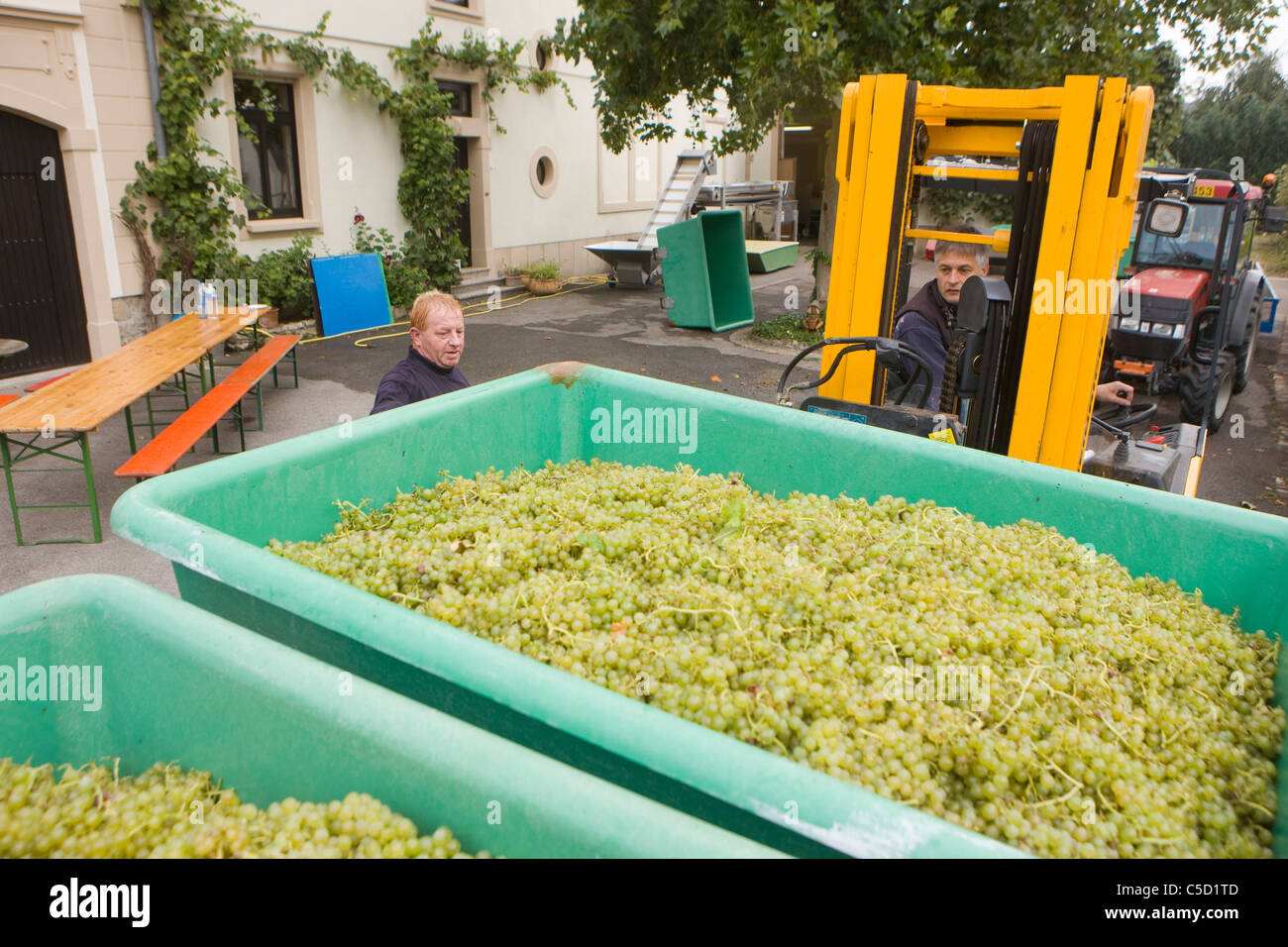 Wine production in Luxembourg. Taking the containers with grapes to the