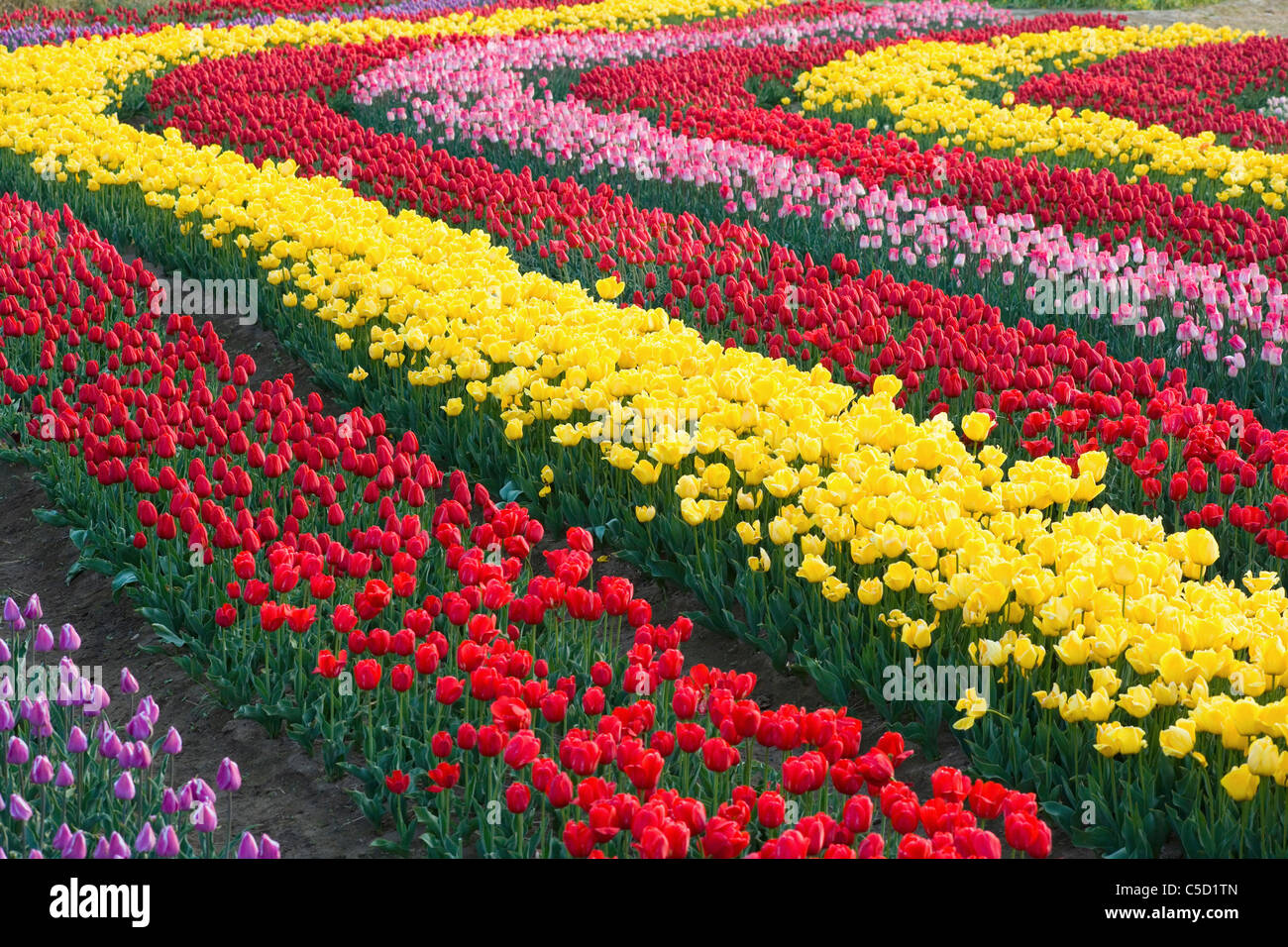 tulip flower bed Stock Photo - Alamy