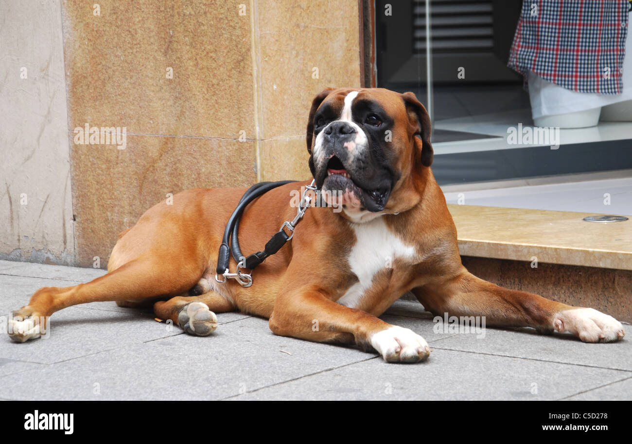 guard dog outside shop Calella Barcelona Spain Stock Photo