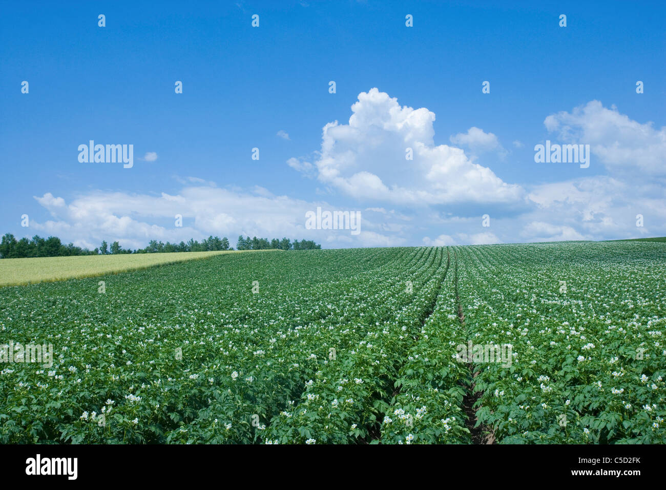 green field under the blue sky Stock Photo - Alamy