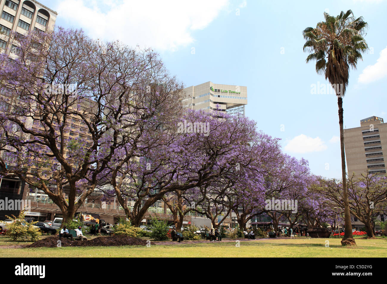 Jacaranda Trees Flower On Africa Unity Square In Harare Zimbabwe Stock 