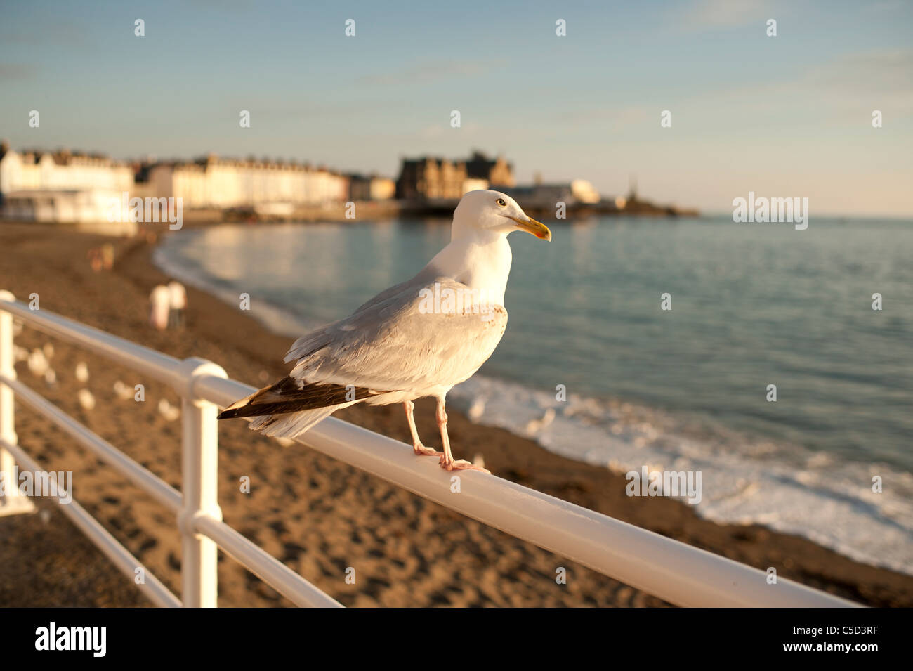 a seagull perched on the seaside railings Aberystwyth promenade Wales UK Stock Photo
