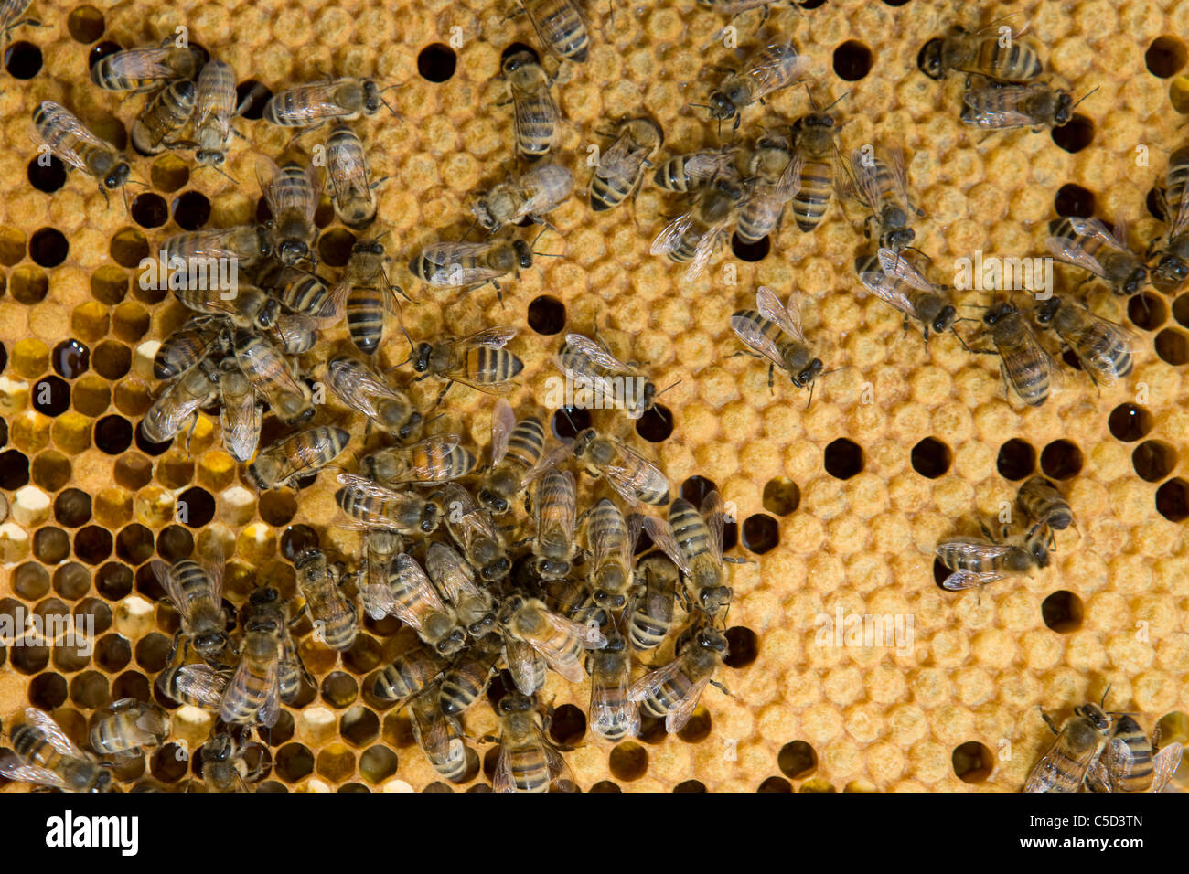 Luxembourg - Kleinbettingen - Bee hive after winter Stock Photo