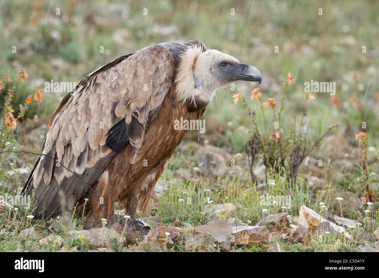 Griffon vulture (gyps fulvus) in the rain. Aragon, Spain. Stock Photo