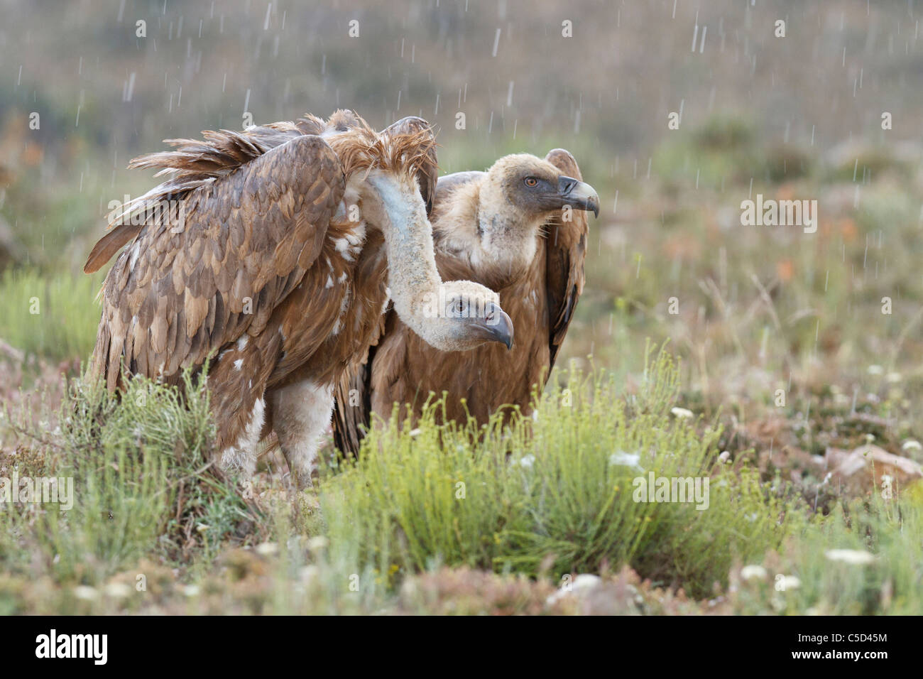 Griffon vulture (gyps fulvus) in the rain. Aragon, Spain. Stock Photo