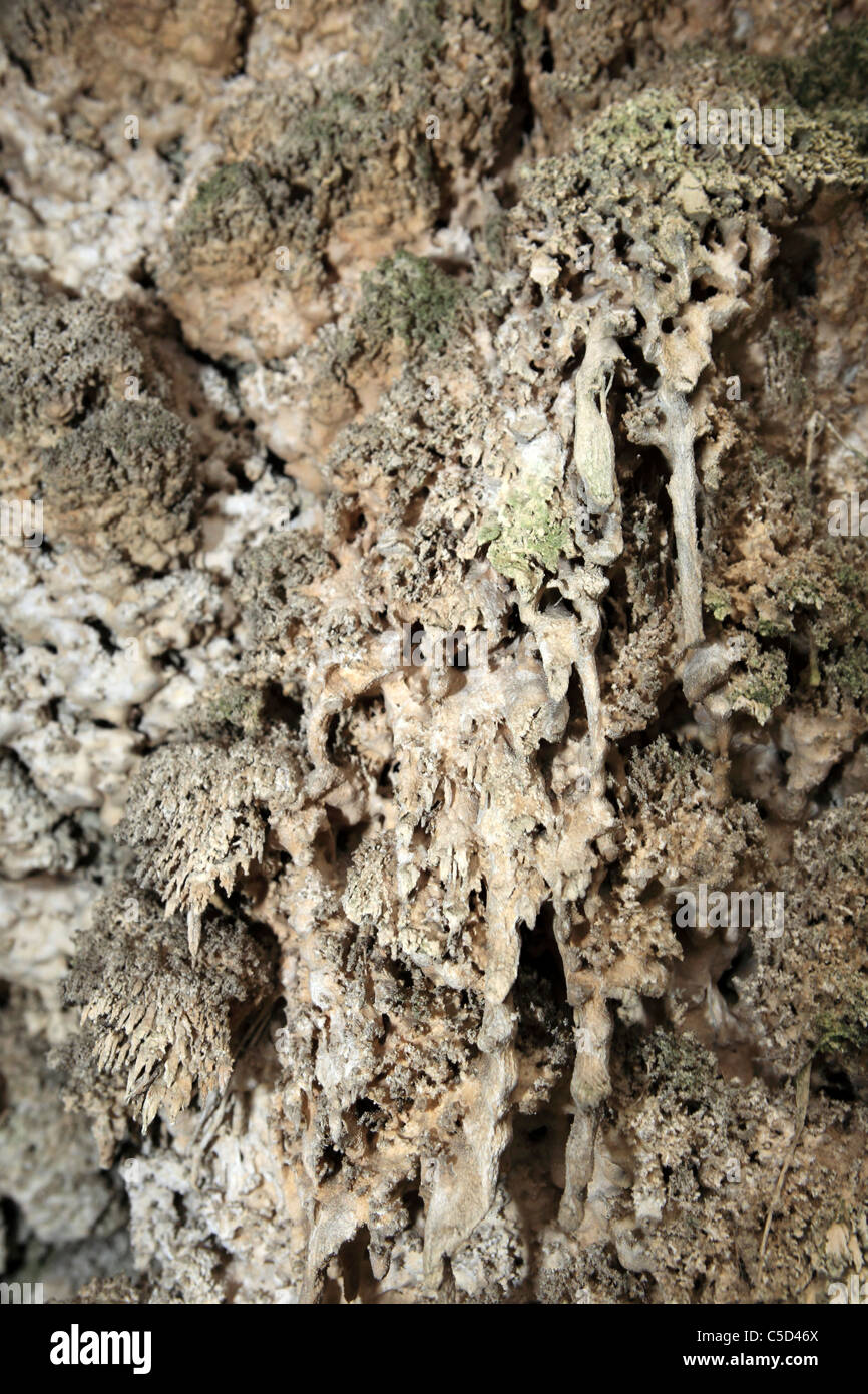 Detail of petrified calcite at the North Dock Tufa in Sunderland, Tyne and Wear, England. Stock Photo