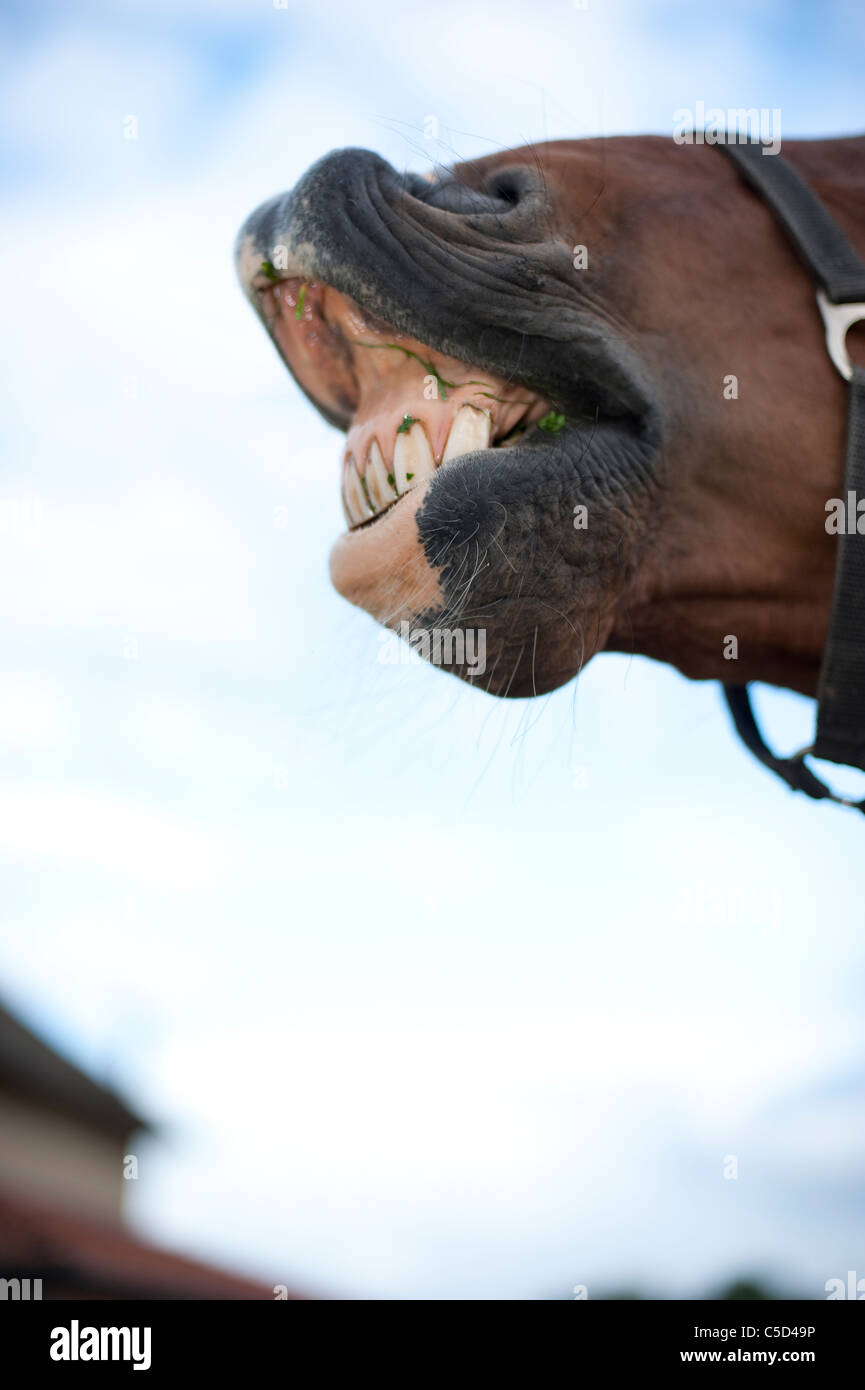 Horse curling up his lip showing all the grass between his teeth Stock Photo