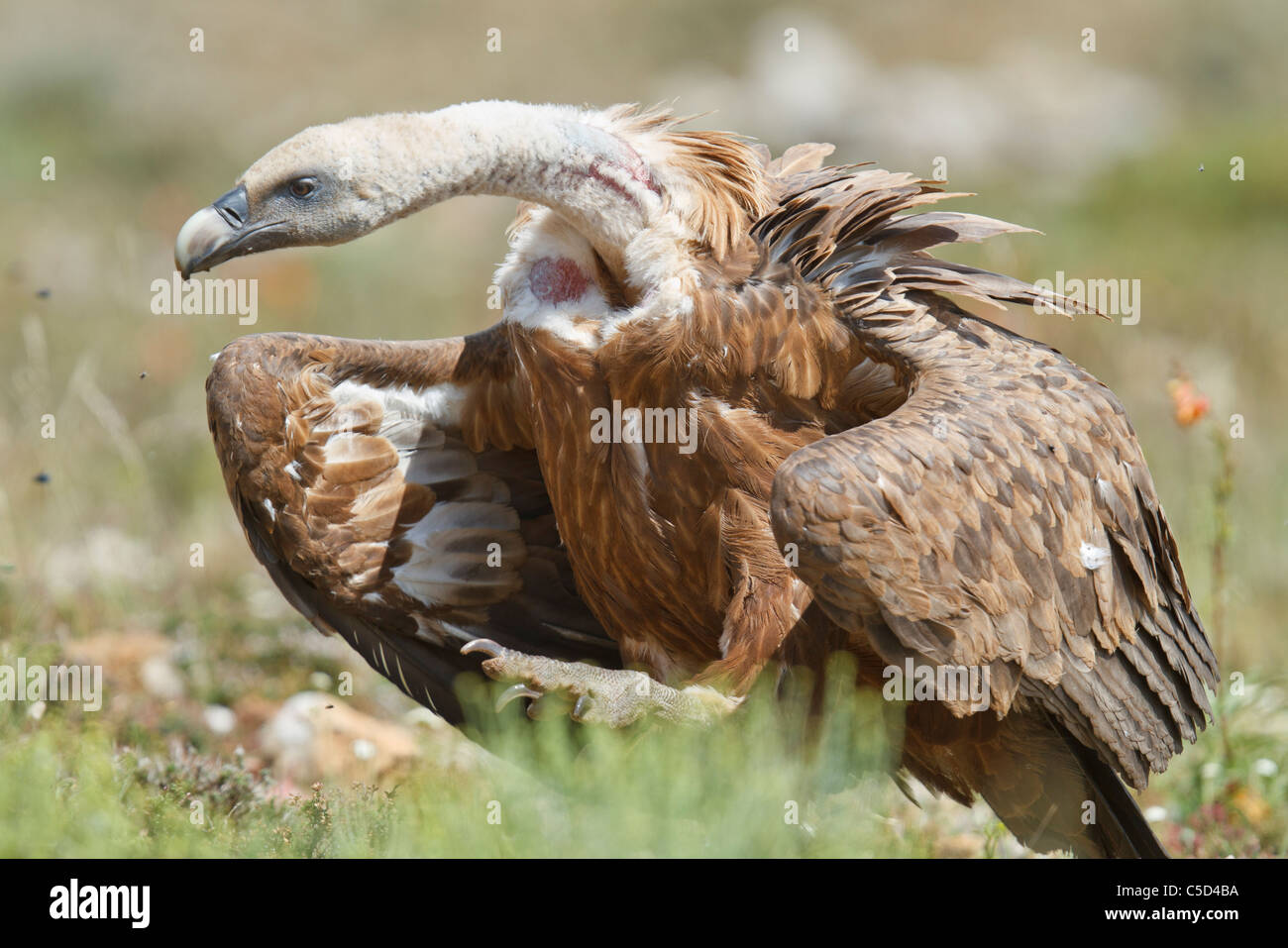Griffon vulture (gyps fulvus). Aragon, Spain. Stock Photo