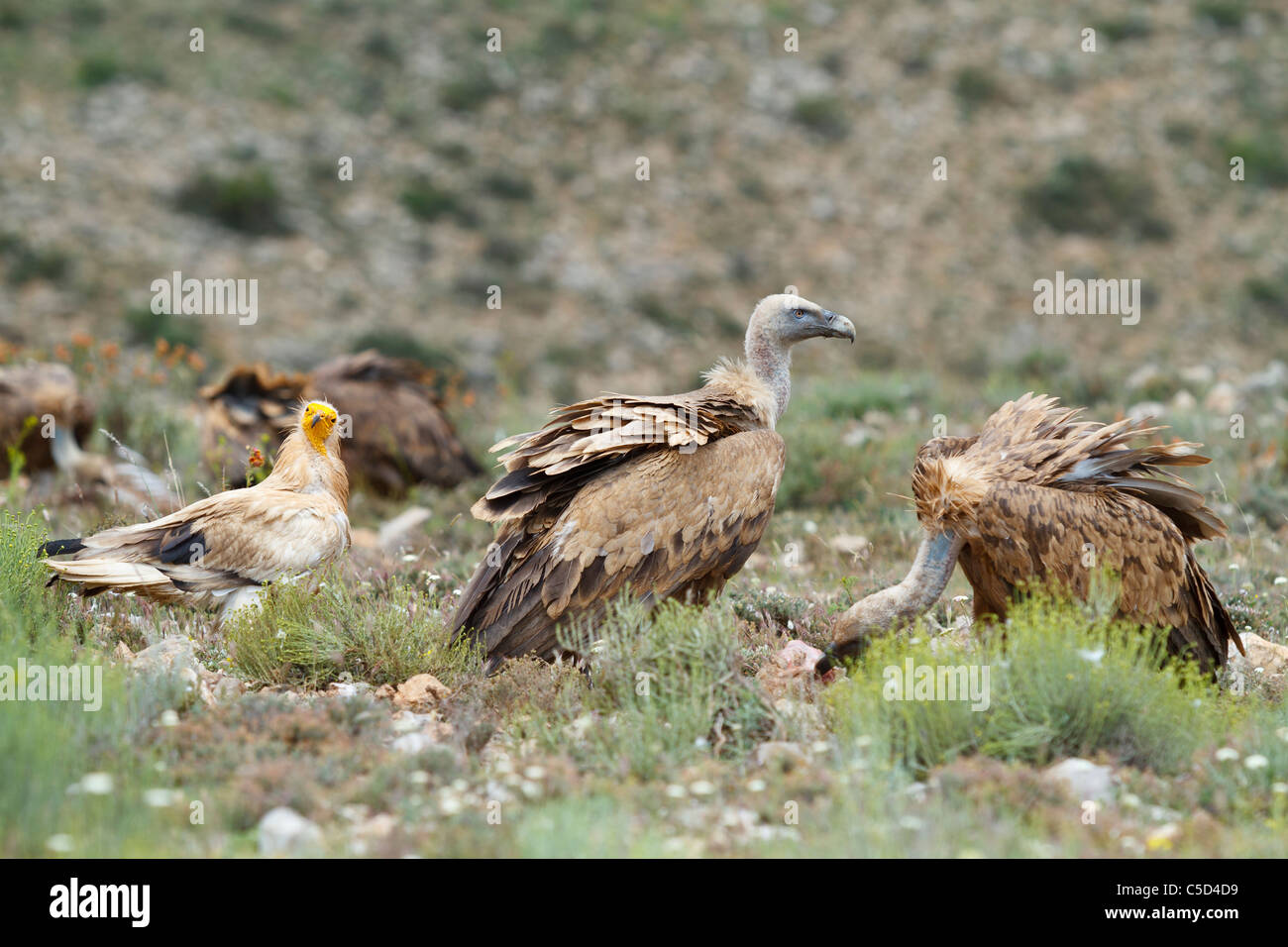 egyptian vulture (neophron percnopterus) and griffon vulture (gyps fulvus), Aragon, Spain Stock Photo