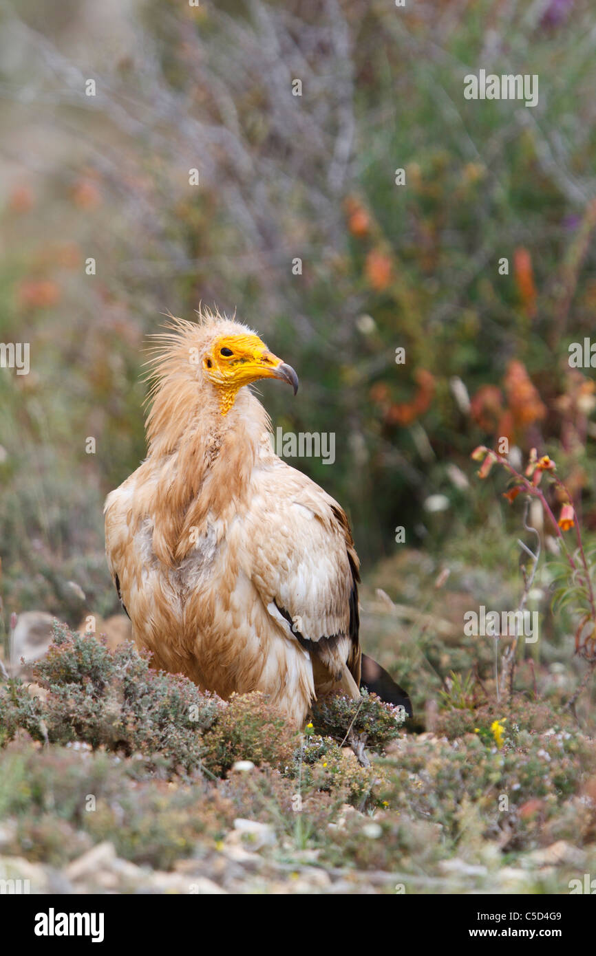 Egyptian vulture (neophron percnopterus). Aragon, Spain Stock Photo