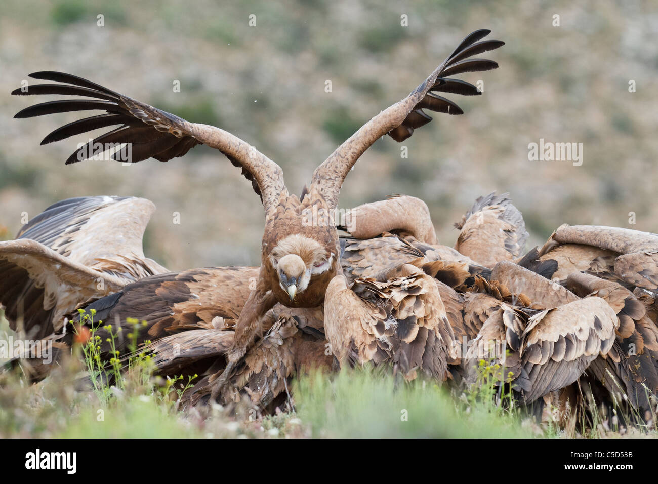 Griffon vulture (gyps fulvus) group. Aragon, Spain. Stock Photo