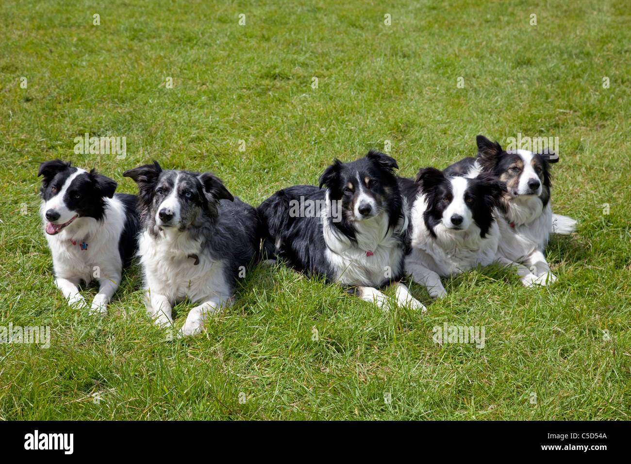 Five collies lying down Studley Flyball Event May 2011 UK Stock Photo